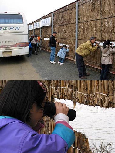 탐조대는 볏집으로 위장하고 있다. 